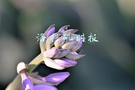 洛杉矶时报特点(买下《洛杉矶时报》的华商)