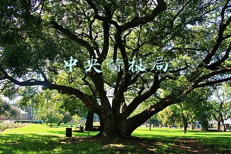 中央情报局