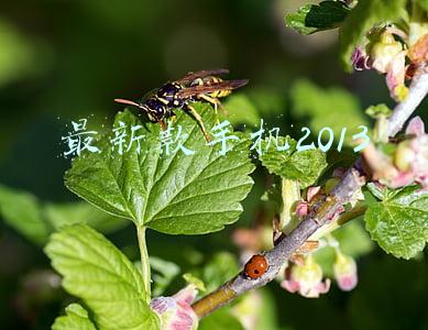 最新款手机2013