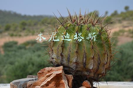 本尼迪塔斯攻略(魔兽世界7.2神圣牧师新手攻略：使用赞美诗前多用愈合祷言)