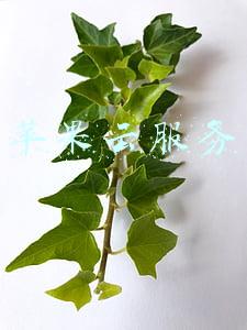 苹果云服务