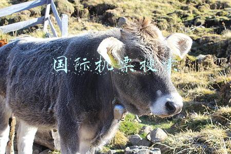国际机票搜索