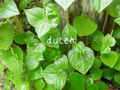 dutch