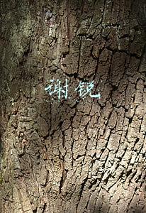 谢锐