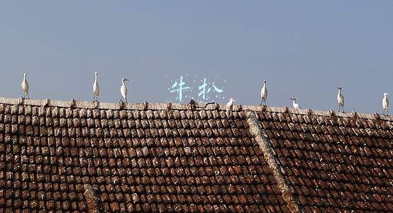 牛扒