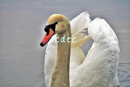 cdec dota战队(DOTA2：老干爹德比，线优为王，CDEC击败中国区霸主PSG.LGD)