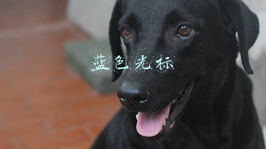 蓝色光标
