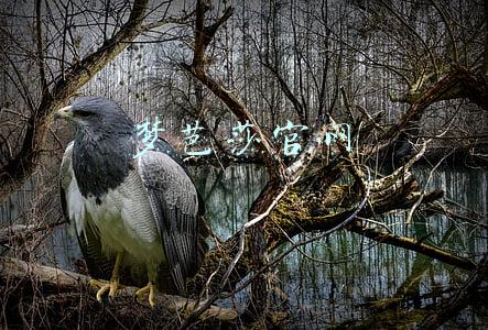 梦芭莎官网