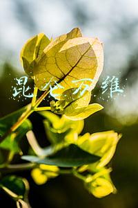 昆仑万维