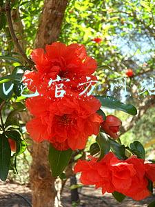lv包官方网站