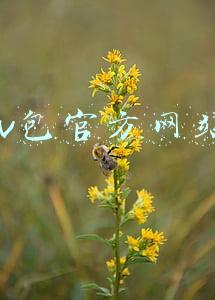 lv包官方网站