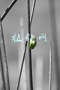 拉钩网