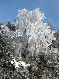 拉钩网