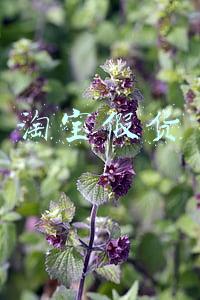 淘宝假货