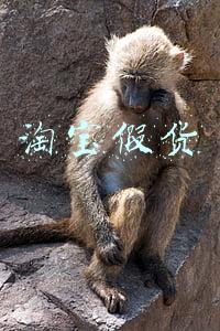 淘宝假货
