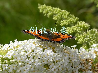 倒挂现象