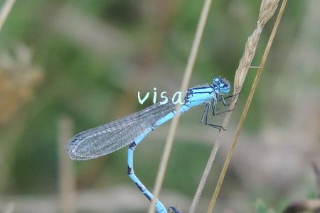 visa