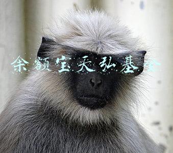 余额宝天弘基金