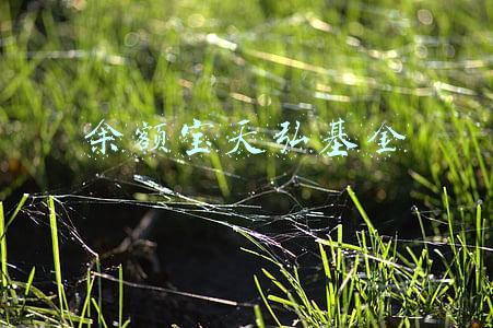 余额宝天弘基金