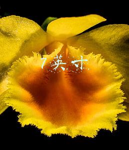 7英寸