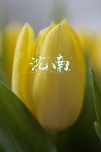 沈南