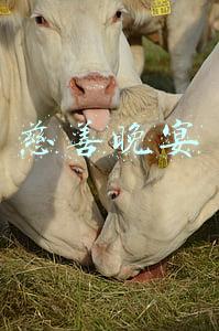 慈善晚宴