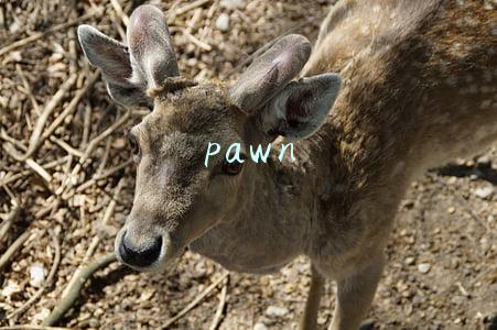 pawn