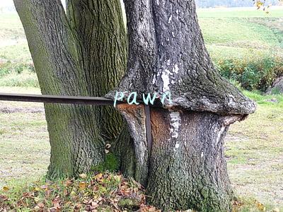 pawn
