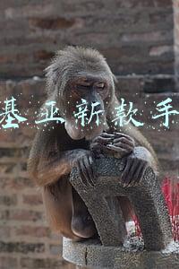 诺基亚新款手机