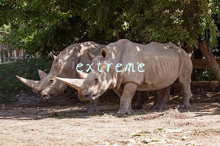 extreme