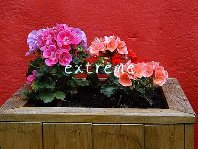extreme的形容词(经典英语语法轻易搞定第14篇：形容词最高级8种用法)