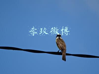 李玟微博