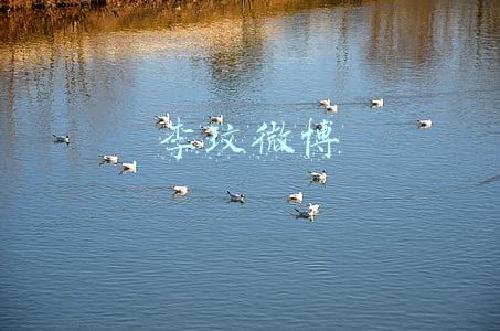 李玟微博