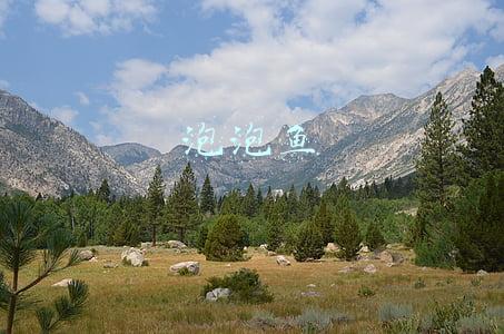 泡泡鱼