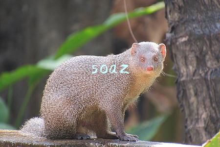 soaz