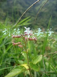 刘德华妻子