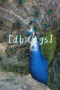 [db:tags]