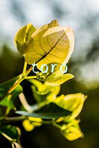 toro