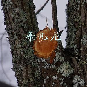 蒂凡尼