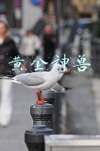 黄金神兽