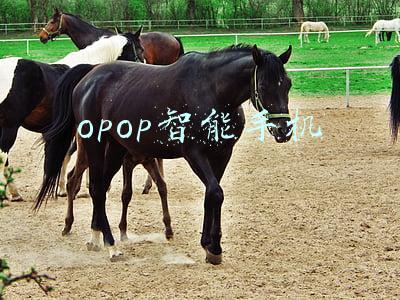 opop智能手机
