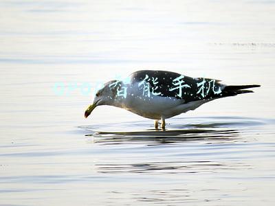 opop智能手机