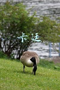 卡廷