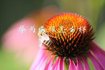 华为荣耀怎么样