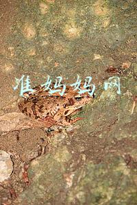 准妈妈网