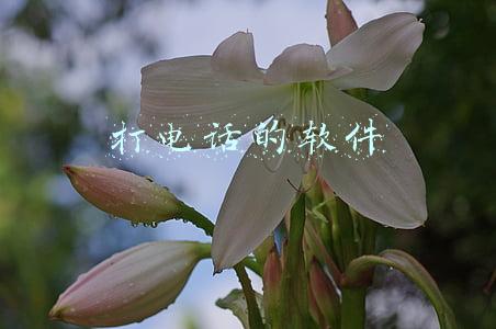 打电话的软件哪个好(电话外呼系统哪个好？)