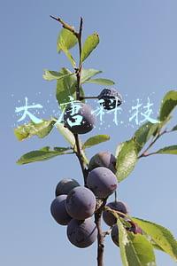 大唐科技