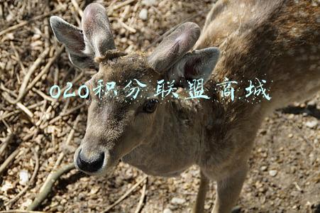 积分联盟官网(国内首个异业积分联盟平台升级)