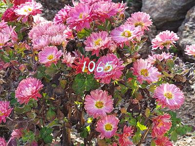 1065