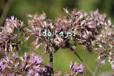 [db:tags]